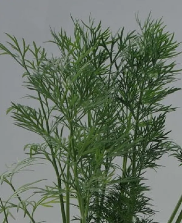 Dill 'Diana'